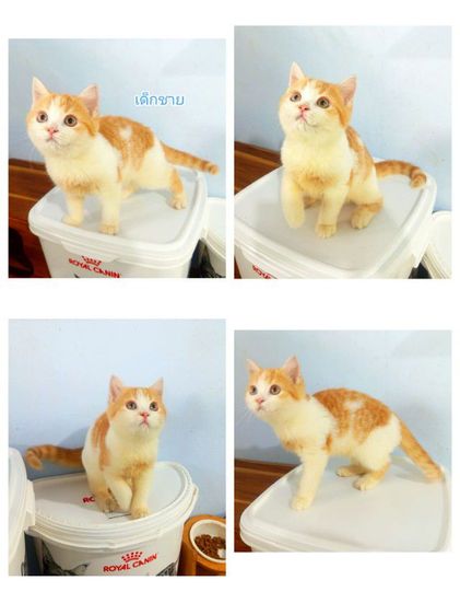 สก๊อตติช3เดือนกับ4เดือน พ่อบริติชมันช์กิ้นนำเข้า รูปที่ 2