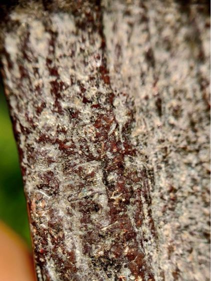 พระร่วงหลังรางปืน กรุวัดพระศรีรัตนมหาธาตุราชวรวิหาร  หรือกรุวัดพระปรางค์ สุโขทัย  พิมพ์ฐานสูงร่องตื้นหลังกาบหมาก  รูปที่ 10