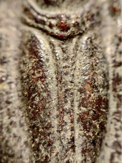 พระร่วงหลังรางปืน กรุวัดพระศรีรัตนมหาธาตุราชวรวิหาร  หรือกรุวัดพระปรางค์ สุโขทัย  พิมพ์ฐานสูงร่องตื้นหลังกาบหมาก  รูปที่ 6