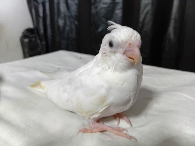 ลูกป้อนค๊อกคาเทล รูปที่ 3