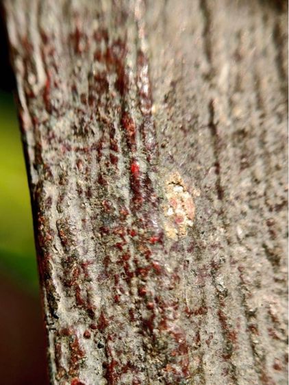 พระร่วงหลังรางปืน กรุวัดพระศรีรัตนมหาธาตุราชวรวิหาร หรือกรุวัดพระปรางค์  สุโขทัย  พิมพ์ฐานสูงร่องตื้นหลังกาบหมาก  รูปที่ 8