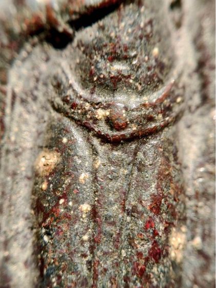 พระร่วงหลังรางปืน กรุวัดพระศรีรัตนมหาธาตุราชวรวิหาร หรือกรุวัดพระปรางค์  สุโขทัย  พิมพ์ฐานสูงร่องตื้นหลังกาบหมาก  รูปที่ 5