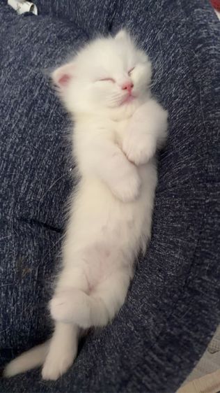 แมวขาสั้นผสมแร็คดอลล์ รูปที่ 2