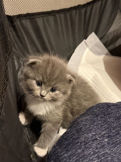 แมวขาสั้นผสมแร็คดอลล์ รูปที่ 7