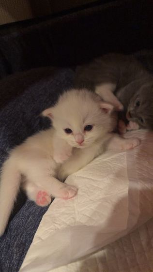 แมวขาสั้นผสมแร็คดอลล์ รูปที่ 4