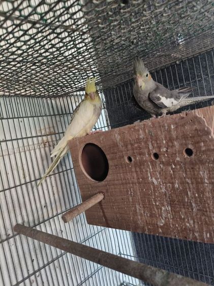 นกค๊อกคาเทล รูปที่ 4