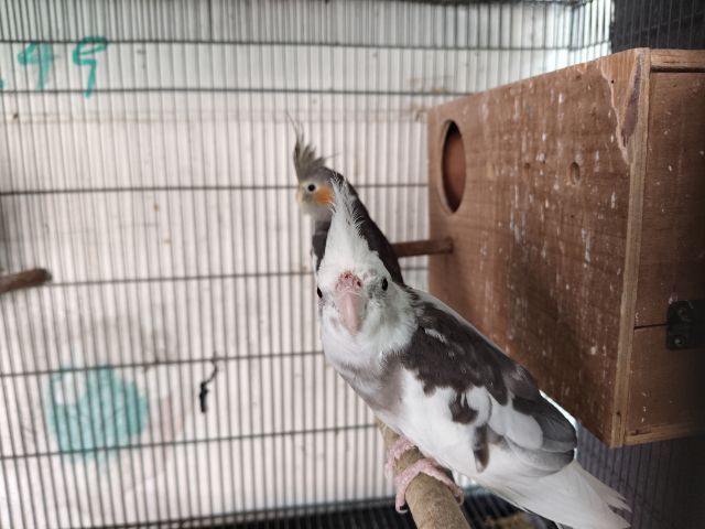 นกค๊อกคาเทล รูปที่ 9