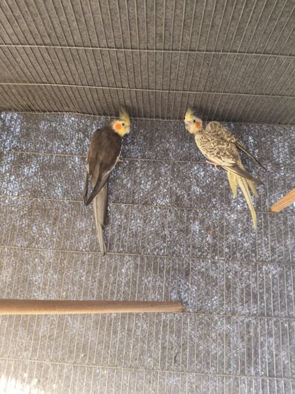 นกค๊อกคาเทล รูปที่ 10