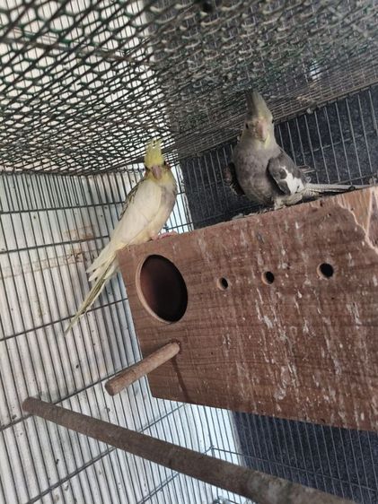 นกค๊อกคาเทล รูปที่ 7