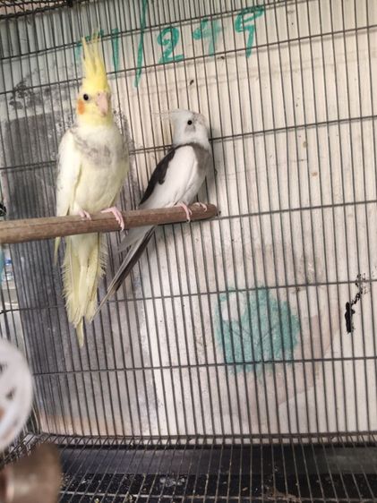 นกค๊อกคาเทล รูปที่ 3