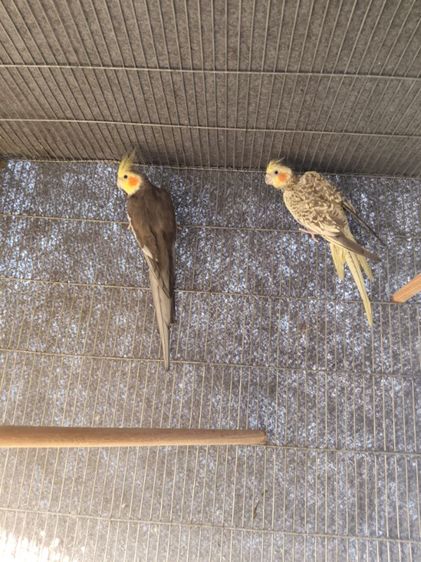 นกค๊อกคาเทล รูปที่ 12