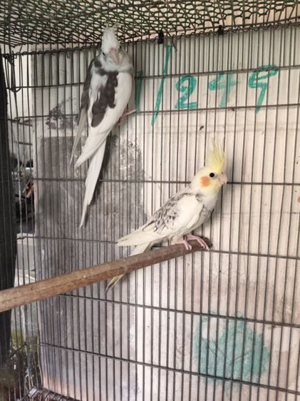 นกค๊อกคาเทล รูปที่ 8