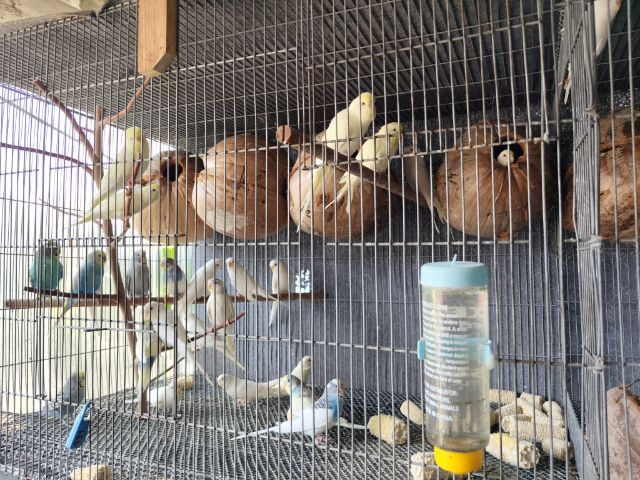 นกหงส์หยกตาแดง รูปที่ 7