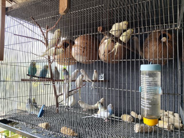 นกหงส์หยกตาแดง รูปที่ 8