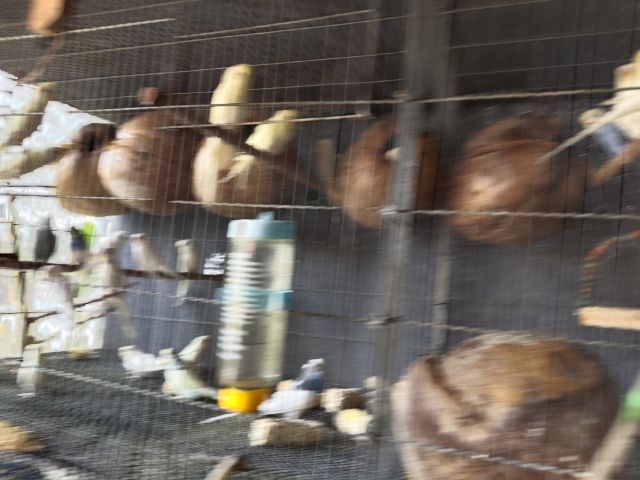 นกหงส์หยกตาแดง รูปที่ 5