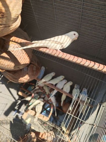 นกหงส์หยกตาแดง