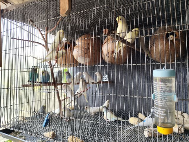 นกหงส์หยกตาแดง รูปที่ 6