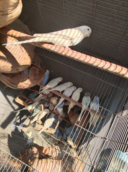 นกหงส์หยกตาแดง รูปที่ 2