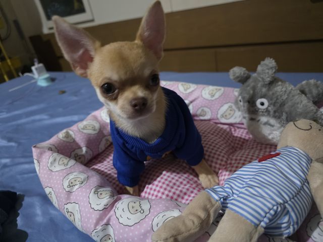 ชิวาวาขนสั้น รูปที่ 6