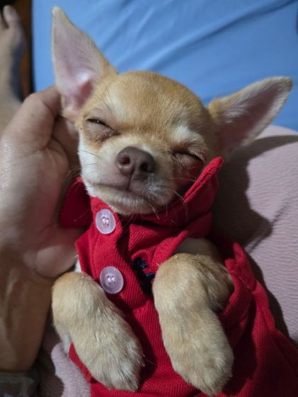 ชิวาวาขนสั้น รูปที่ 4