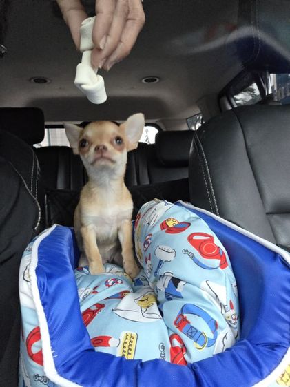 ชิวาวาขนสั้น รูปที่ 5