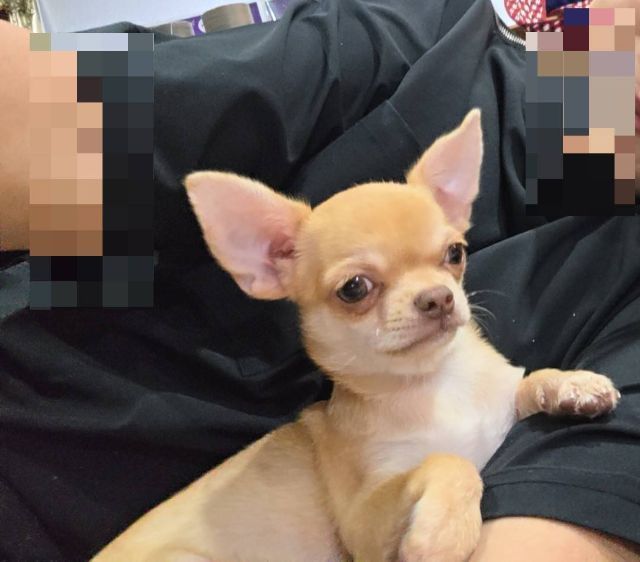 ชิวาวา (Chihuahua) เล็ก ชิวาวาขนสั้น