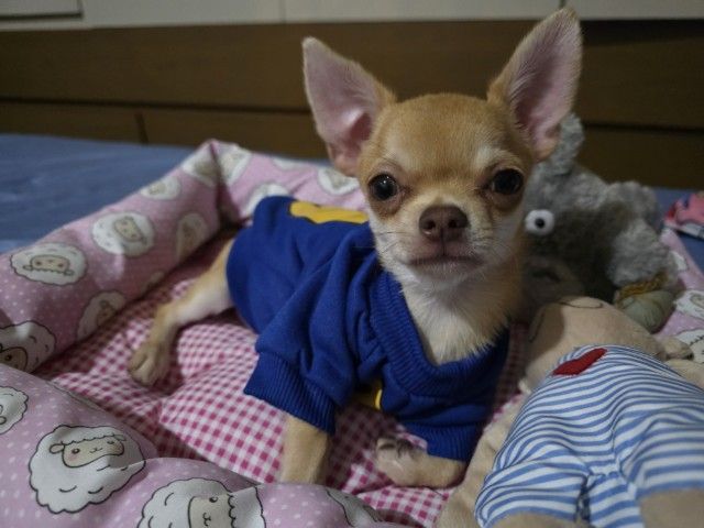 น้องหมาชิวาวา รูปที่ 4