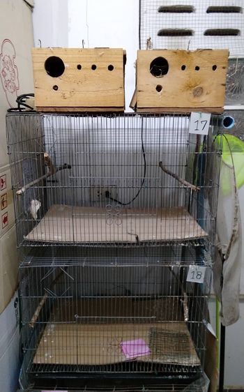 ขายกรงนกมือสอง กรงเพาะ นกฟิ้นซ์