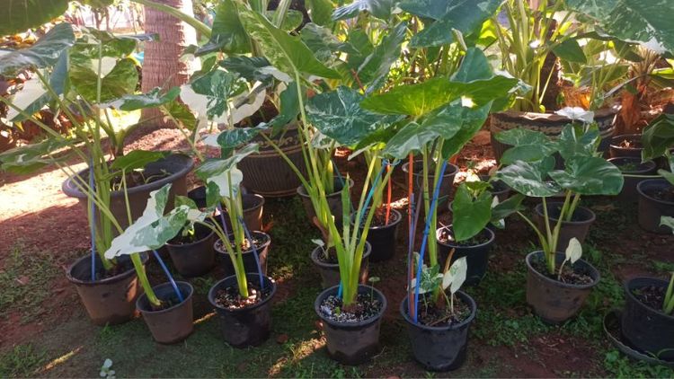 บอนกระดาษด่าง รูปที่ 3