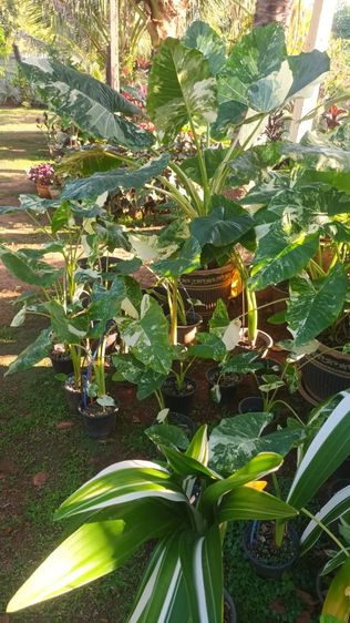 บอนกระดาษด่าง รูปที่ 10