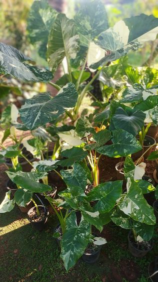 บอนกระดาษด่าง รูปที่ 7