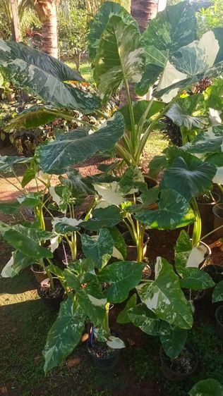 บอนกระดาษด่าง รูปที่ 12