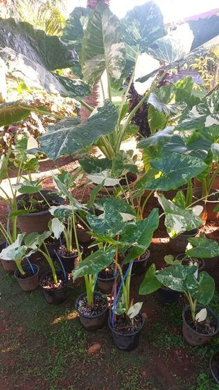 บอนกระดาษด่าง รูปที่ 2