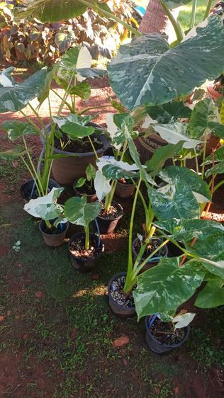 บอนกระดาษด่าง รูปที่ 5