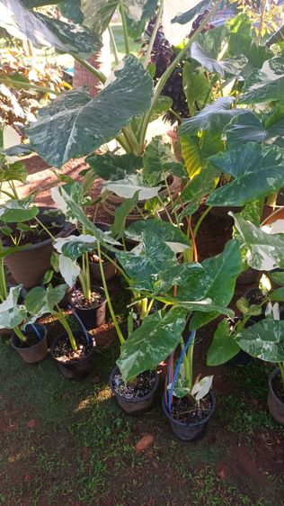 บอนกระดาษด่าง รูปที่ 6