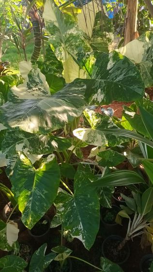 บอนกระดาษด่าง รูปที่ 11