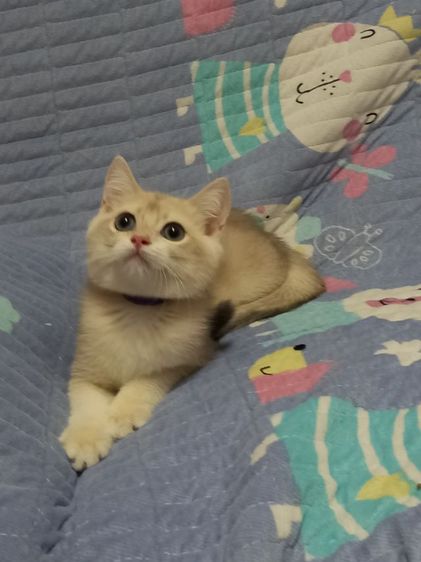 แมวบริติชช็อตแฮร์