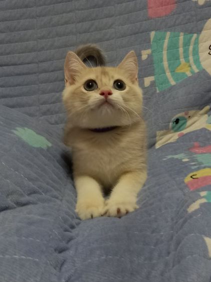 แมวบริติชช็อตแฮร์ รูปที่ 6