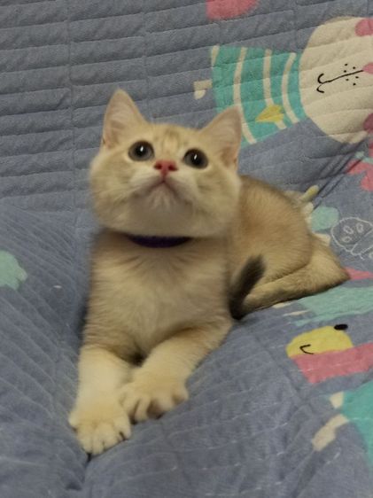 แมวบริติชช็อตแฮร์ รูปที่ 4