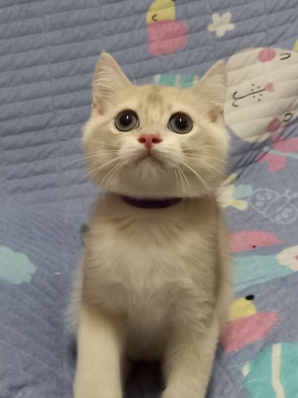 แมวบริติชช็อตแฮร์ รูปที่ 3