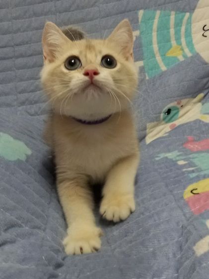 แมวบริติชช็อตแฮร์ รูปที่ 5