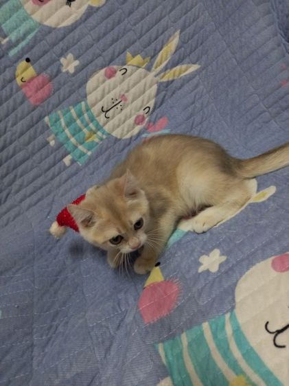 แมวบริติช รูปที่ 7