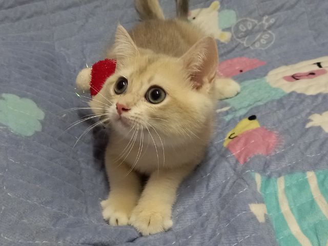 แมวบริติช รูปที่ 4