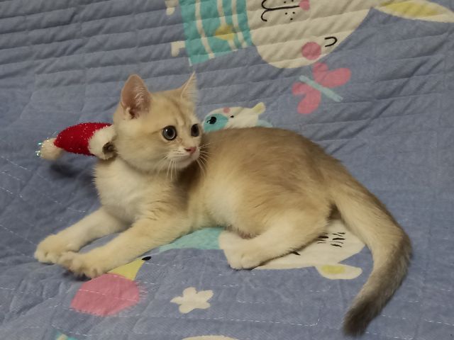 บริติช ชอร์ตแฮร์ (British Shorthair) แมวบริติช