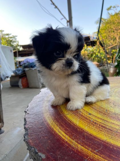 ชิสุผสมชิวาว่า รูปที่ 2