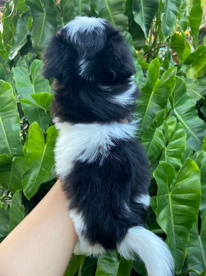 ชิสุผสมชิวาว่า รูปที่ 7