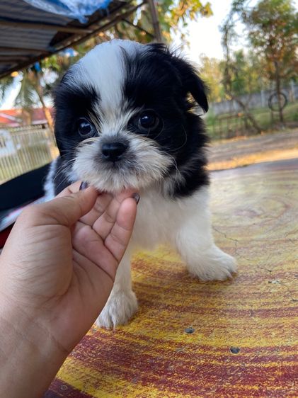 ชิสุผสมชิวาว่า รูปที่ 4