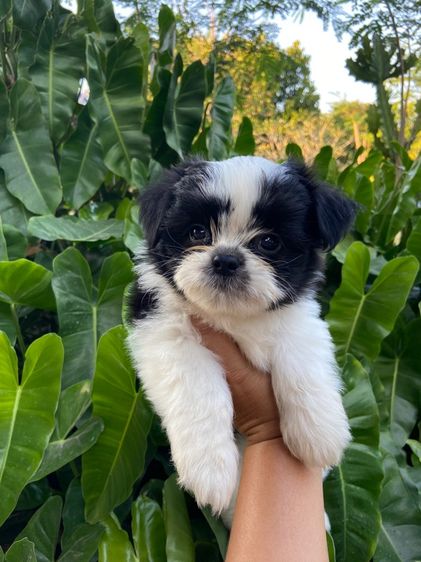 ชิสุผสมชิวาว่า รูปที่ 5