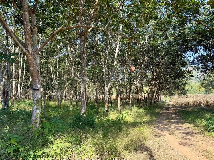 ใช่ ขายที่ดิน(สวนยางพารา) 9 ไร่ 3 งาน (โฉนด) อ.ศรีสวัสดิ์ จ.กาญจนบุรี รูปที่ 4