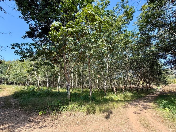 ขายที่ดิน(สวนยางพารา) 9 ไร่ 3 งาน (โฉนด) อ.ศรีสวัสดิ์ จ.กาญจนบุรี